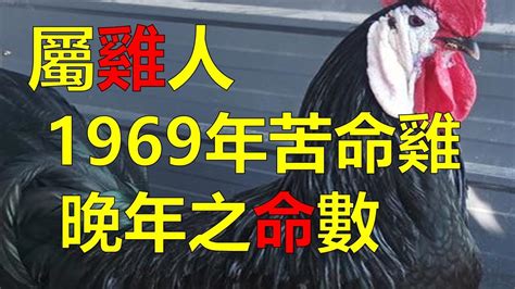 1969生肖雞|1969年的屬雞人：一生一世命運，神算！